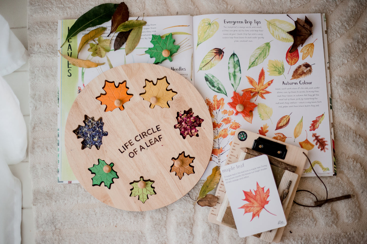 Seasonal Splendor: Leaf Circle of Life Puzzle for Young Explorers