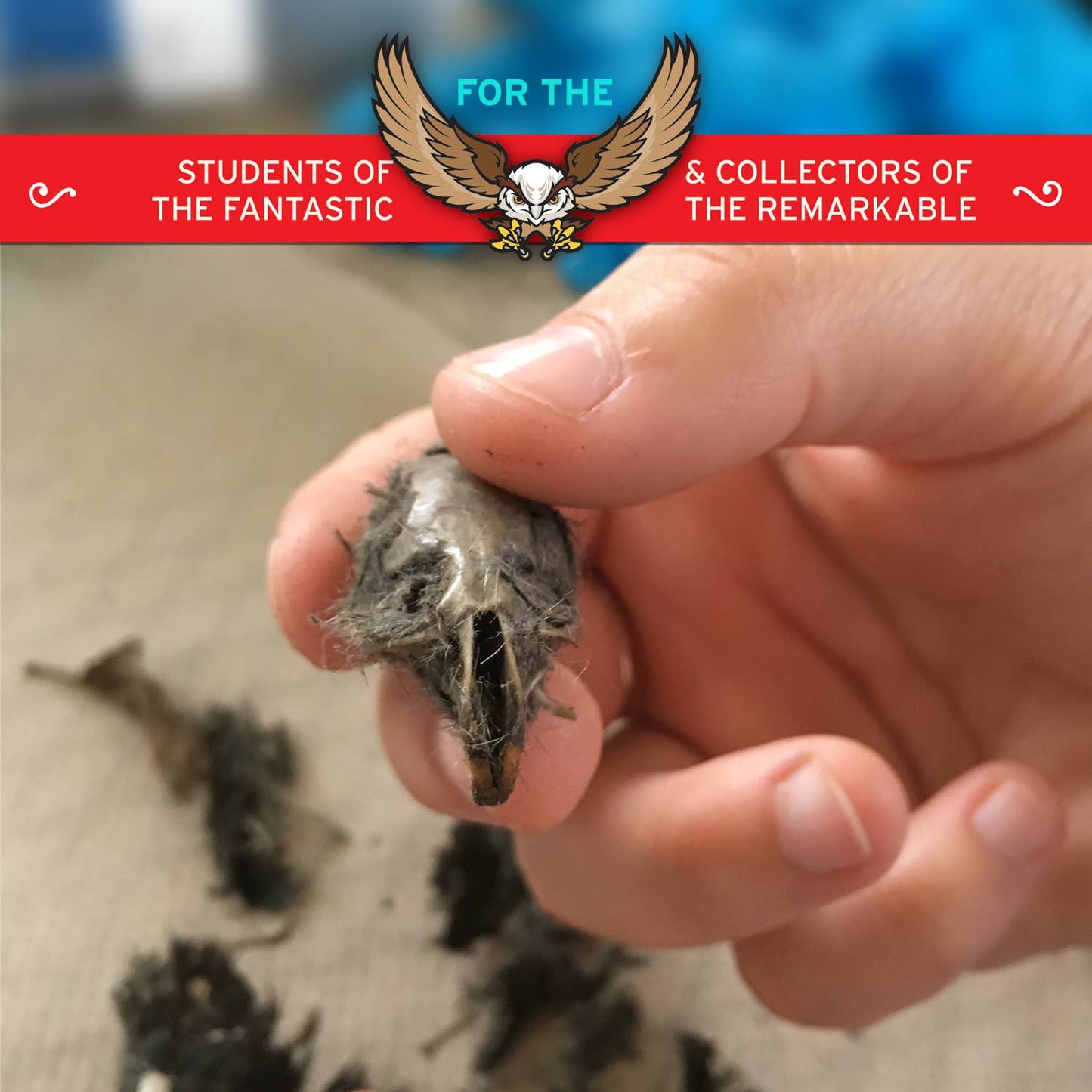 Copernicus Toys - Cabinet of Owl Pellets | Dissection Kit Science Demo