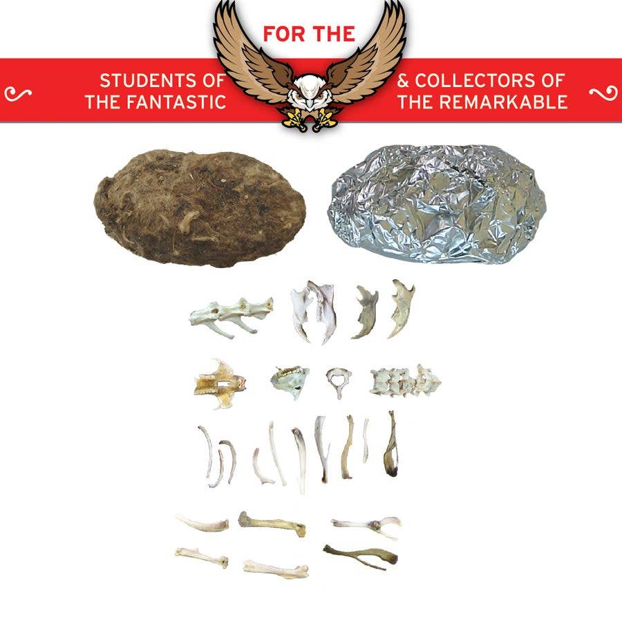 Copernicus Toys - Cabinet of Owl Pellets | Dissection Kit Science Demo
