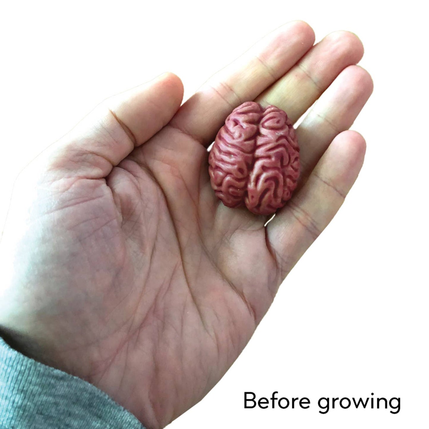 Grow a Brain | Anatomy Model Polymer Brain Science Kit