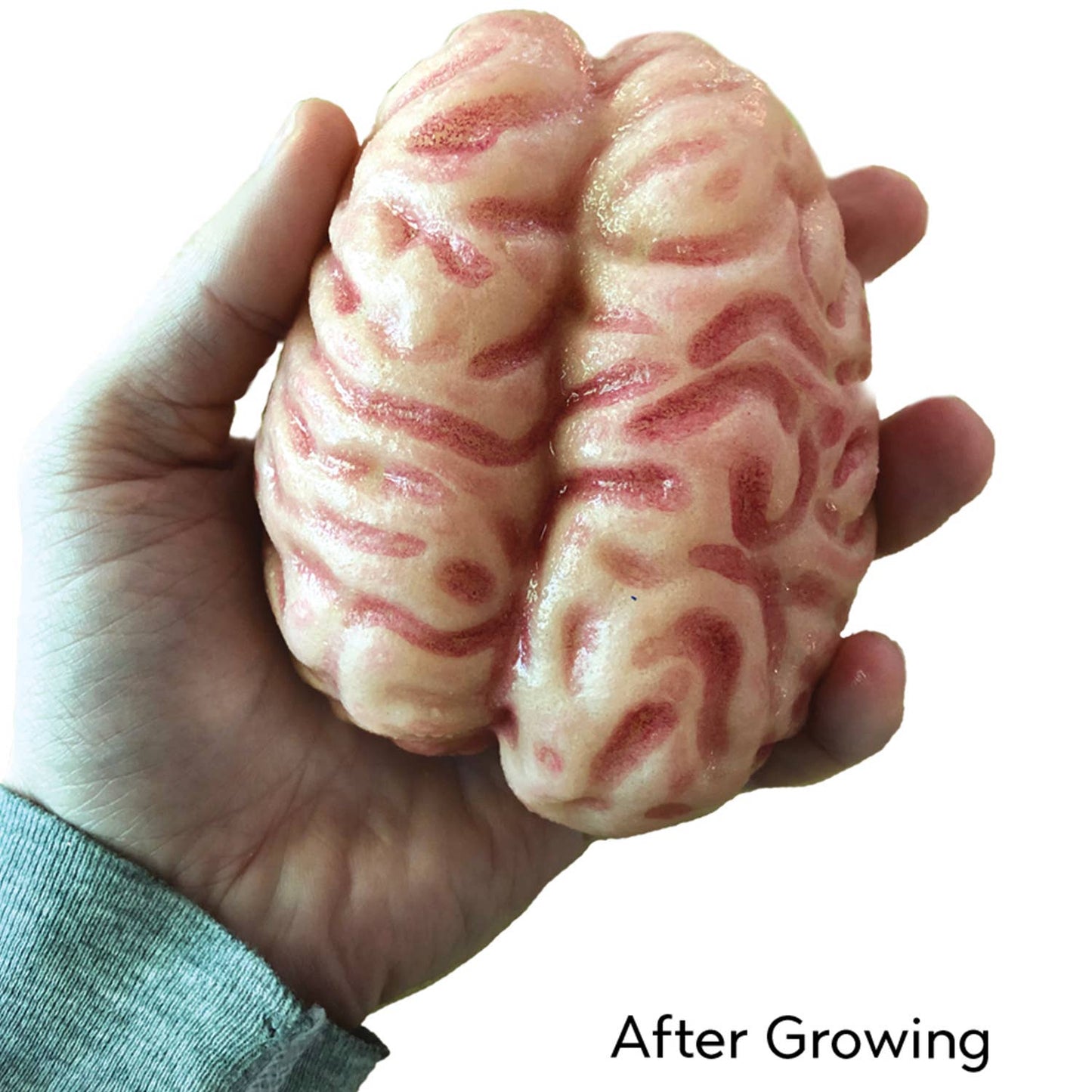 Grow a Brain | Anatomy Model Polymer Brain Science Kit