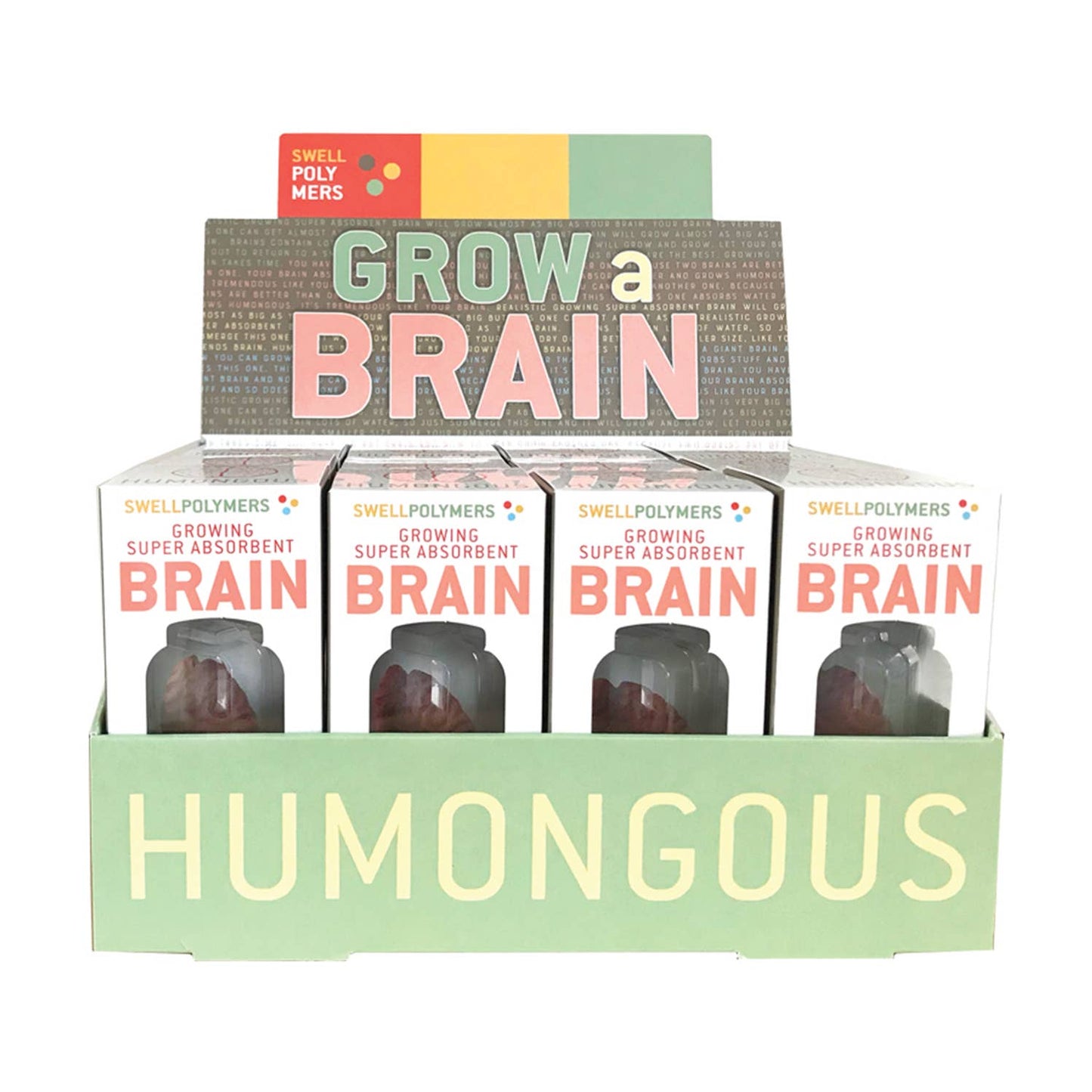 Grow a Brain | Anatomy Model Polymer Brain Science Kit