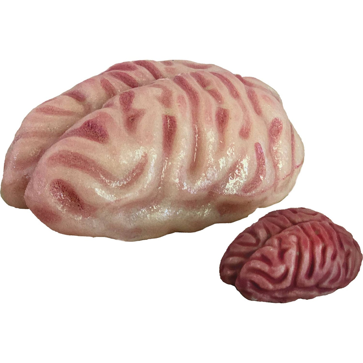Grow a Brain | Anatomy Model Polymer Brain Science Kit