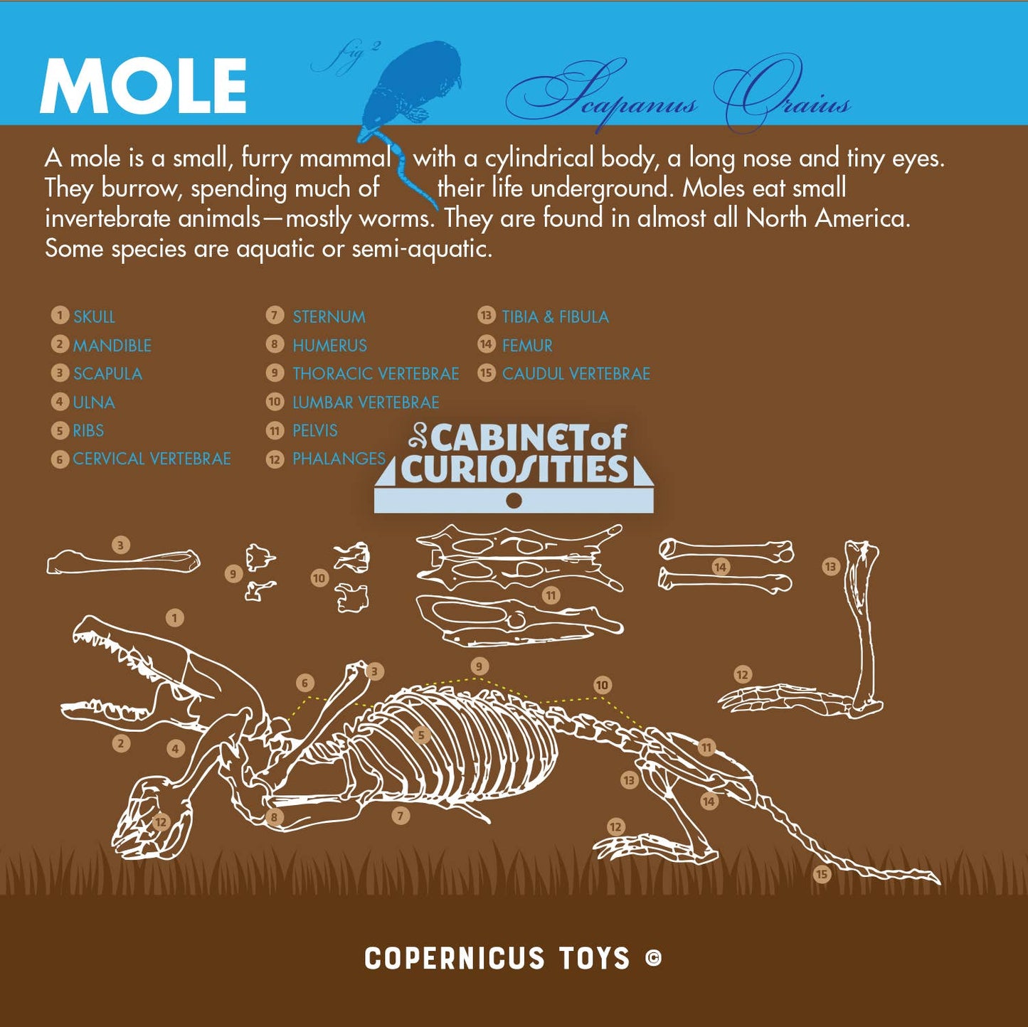 Copernicus Toys - Cabinet of Owl Pellets | Dissection Kit Science Demo